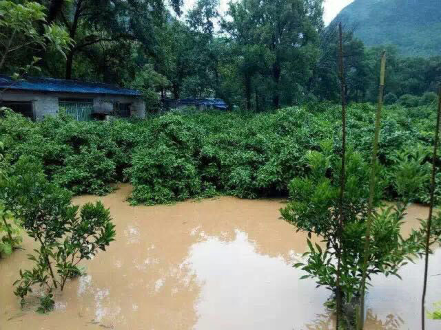 水災(zāi)后柑橘樹(shù)如何護(hù)理？